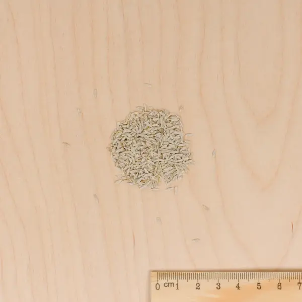 Potagères - Laitue Pommée May Queen - BIO - MEDIA_3D